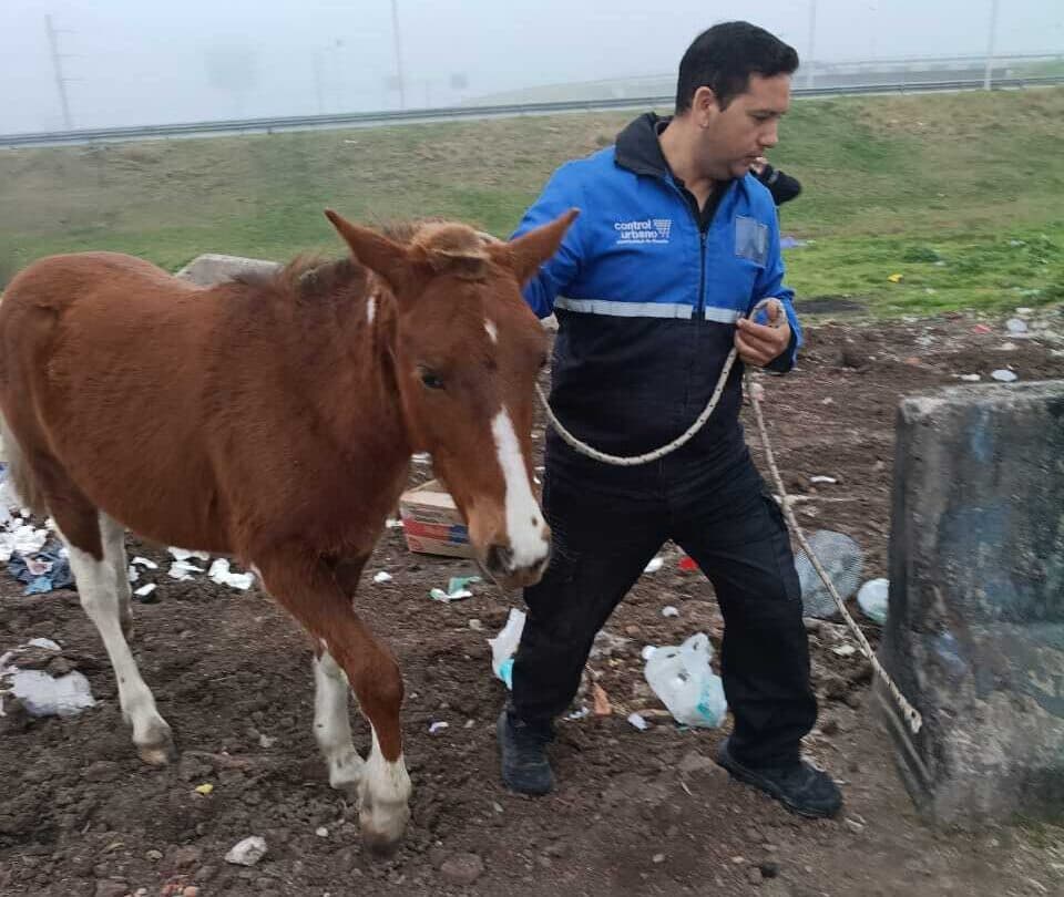 Aparecieron caballos sueltos en el acceso sur de Rosario, a metros del Casino - imagen de origen
